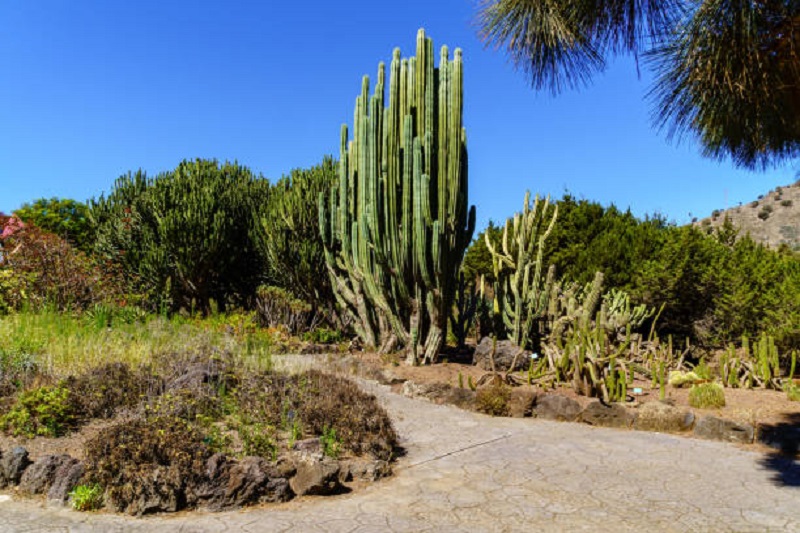Kadushi kaktus Curacao