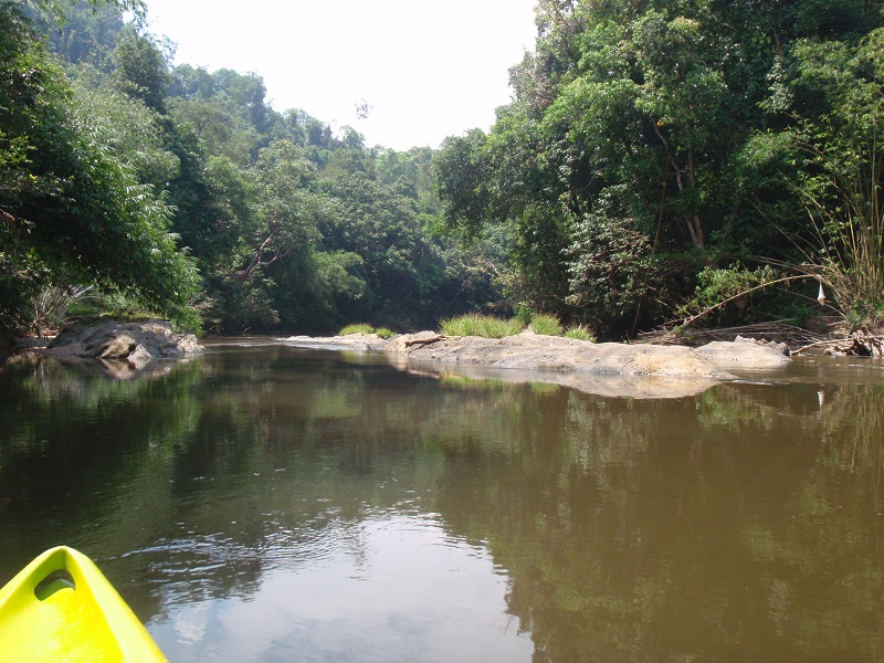 Natuur Sarawak Borneo Maleisië