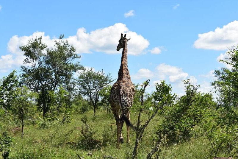 Zuid-Afrika voor beginners Big five giraffe