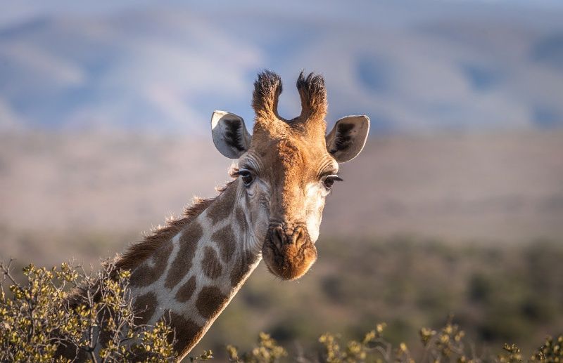 Zuid-Afrika voor beginners giraffe