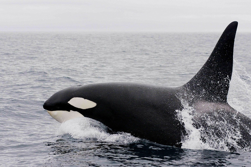Koukleum Karin ging snorkelen tussen de orka’s in Noorwegen