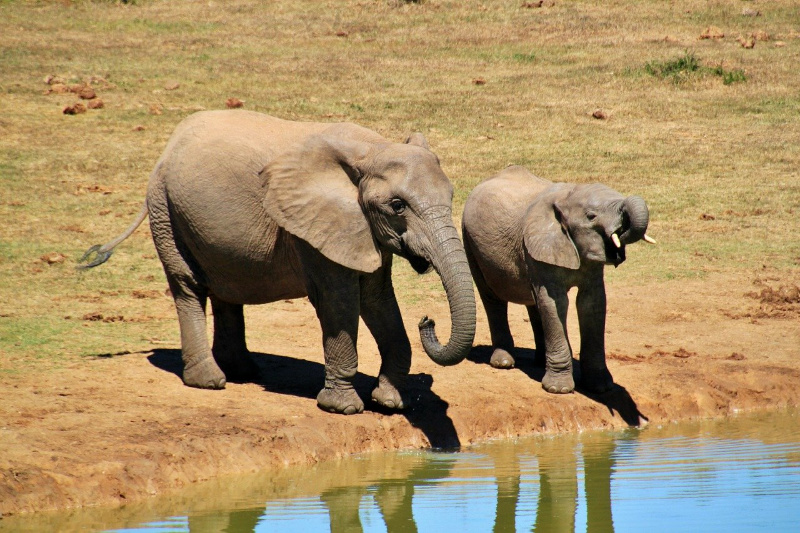 olifanten Afrika