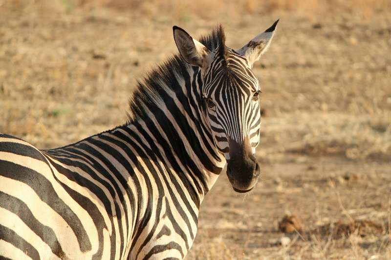 zebra Afrika Duin Deluxe Travel