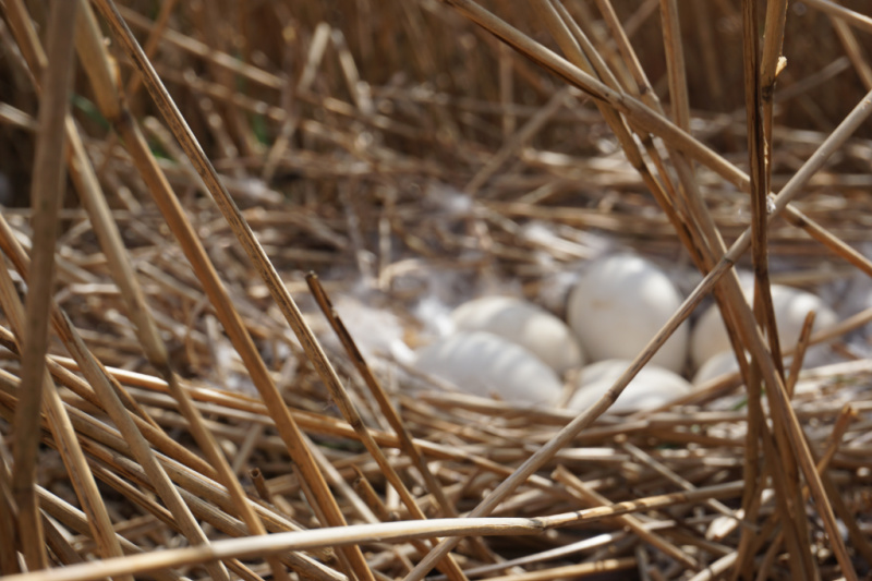 nest eieren Het Braamstuk Nederland