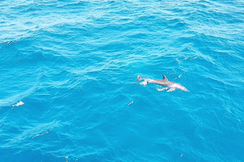 Dolfijn in Hurghada 
