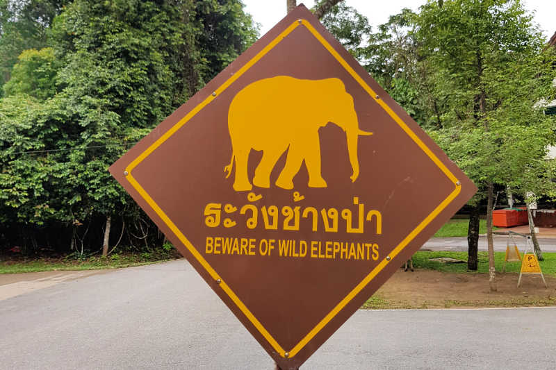 Khao Yai National Park olifanten
