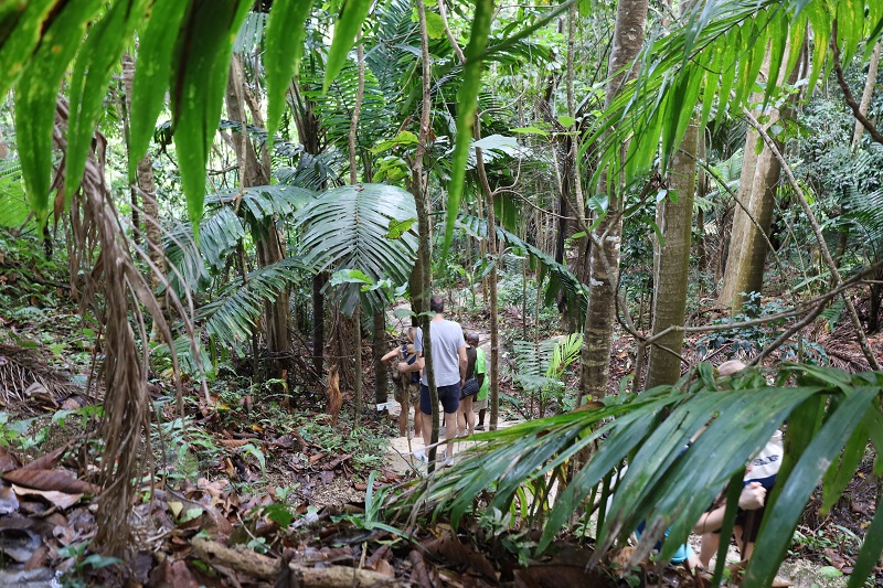 Coco Hill Forest