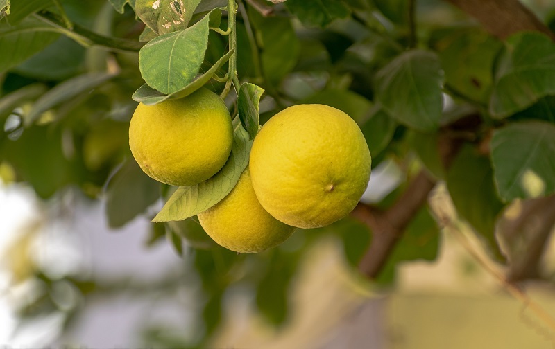 Griekenland citroenen