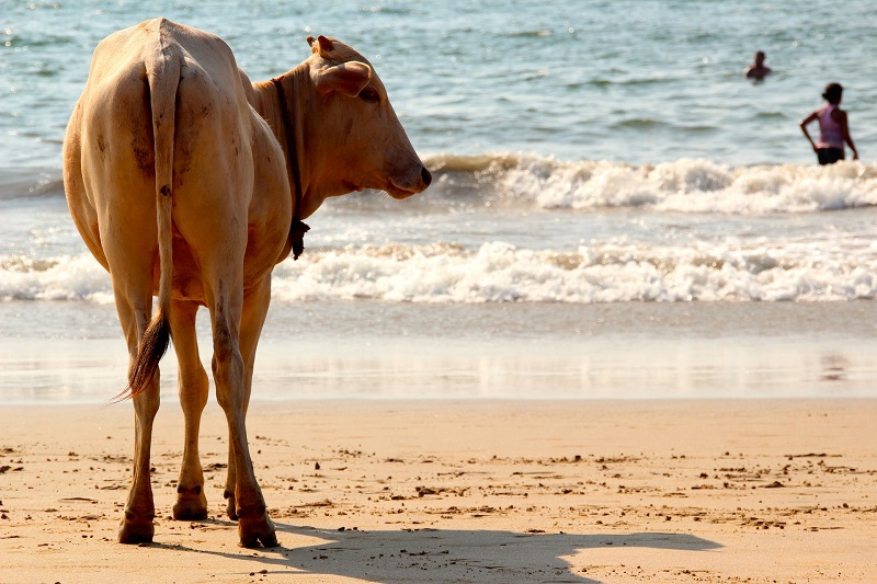 India koe op strand
