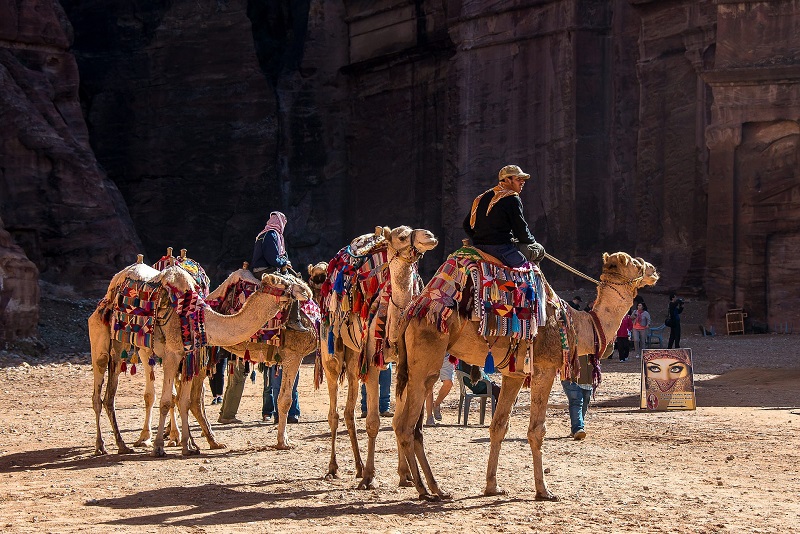 Jordanië kamelen