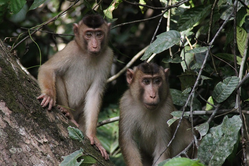 De mooiste plekken op Sabah apen maleisie