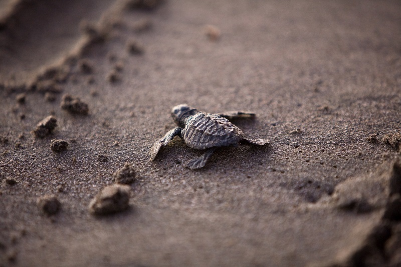 De mooiste plekken op Sabah zeeschildpad Maleisie Turtle Island