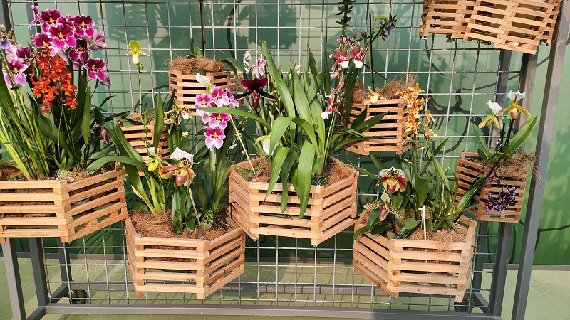 Keukenhof orchideeen