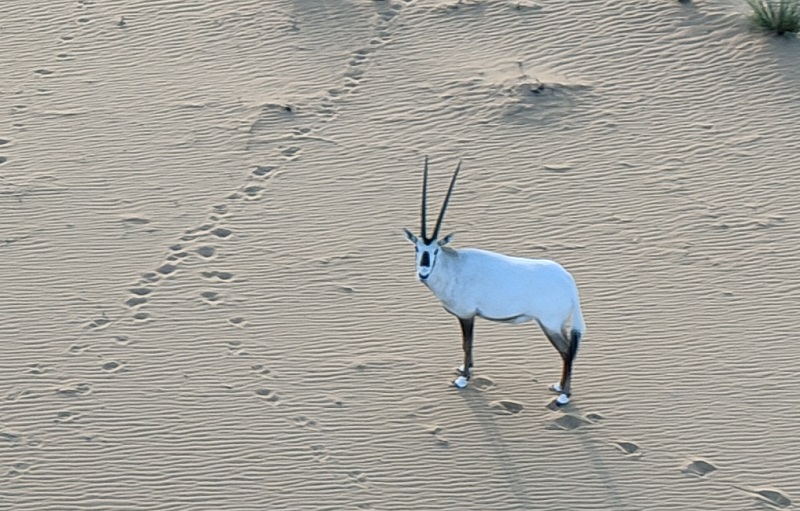 Oryx vanuit luchtballon