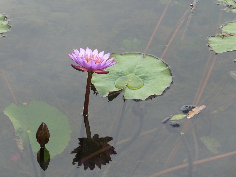 Thale Noi lotus Zuid Thailand