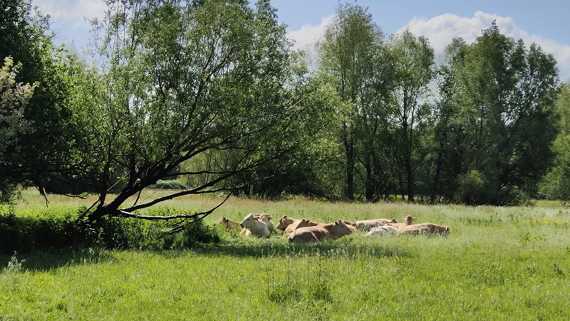 koeien in het gras