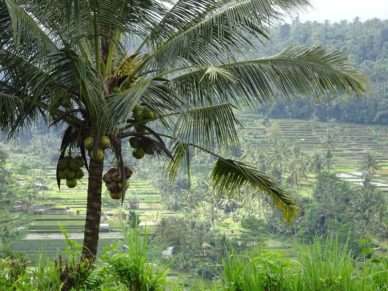 Bali palmboom rijstveld Indonesië
