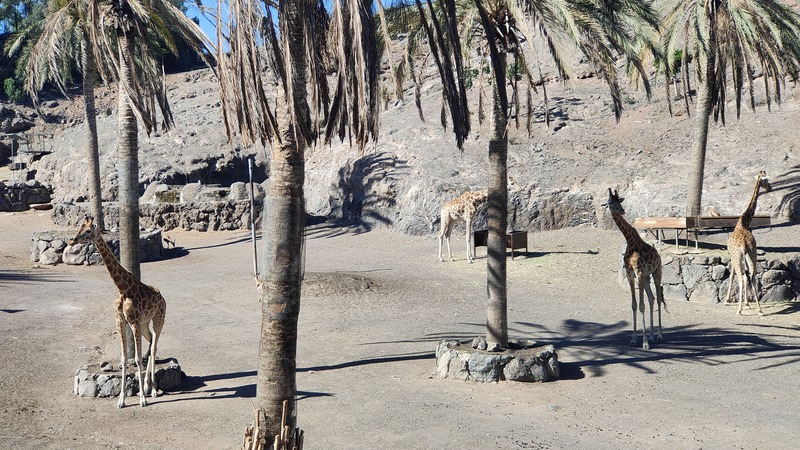 Wat te doen op Fuerteventura Oasis Wildlife Fuerteventura