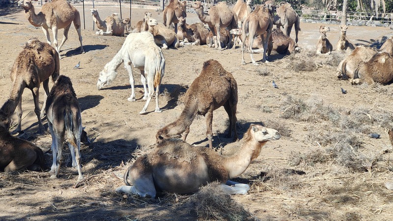 Wat te doen op Fuerteventura Oasis Wildlife Fuerteventura