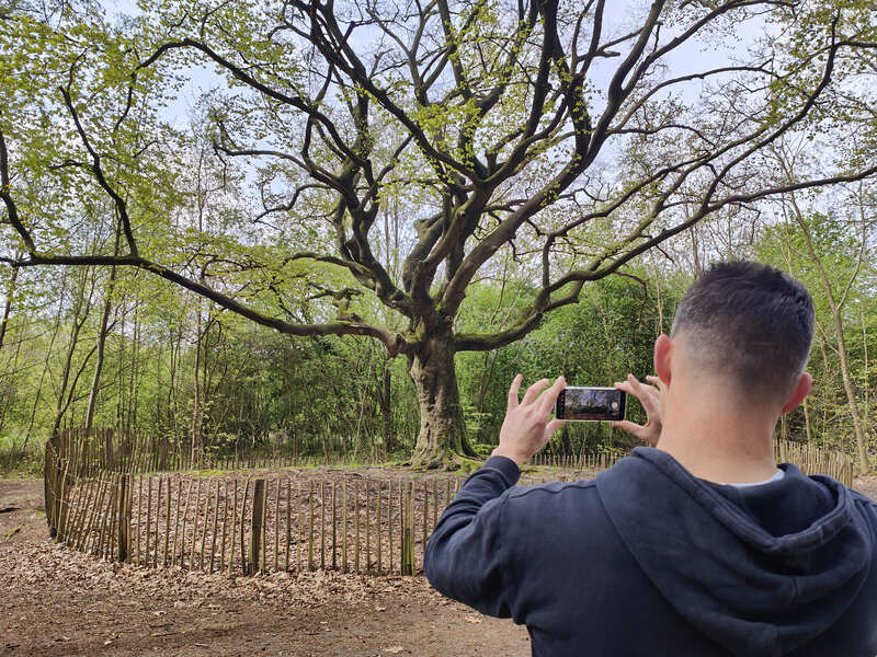 Wandelroute Zwarte Kaat Brabantse Kempen heksenboom