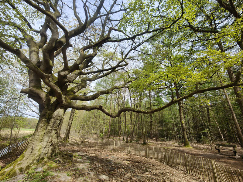 Wandelroute Zwarte Kaat Brabantse Kempen heksenboom