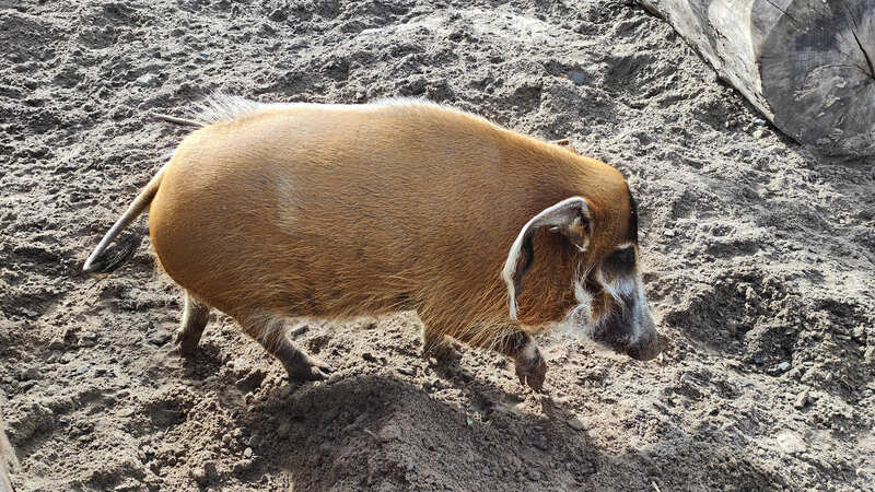 Pairi Daiza Penseelvarken