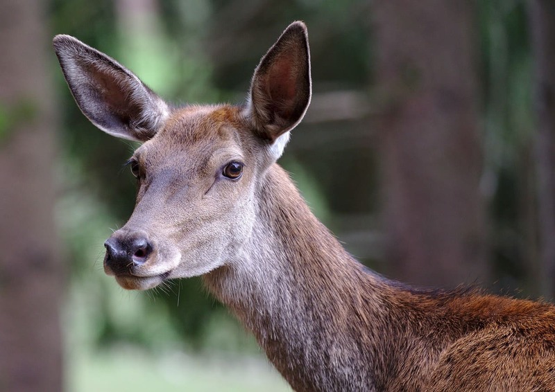 Amsterdamse Waterleidingduinen Nederland damhert