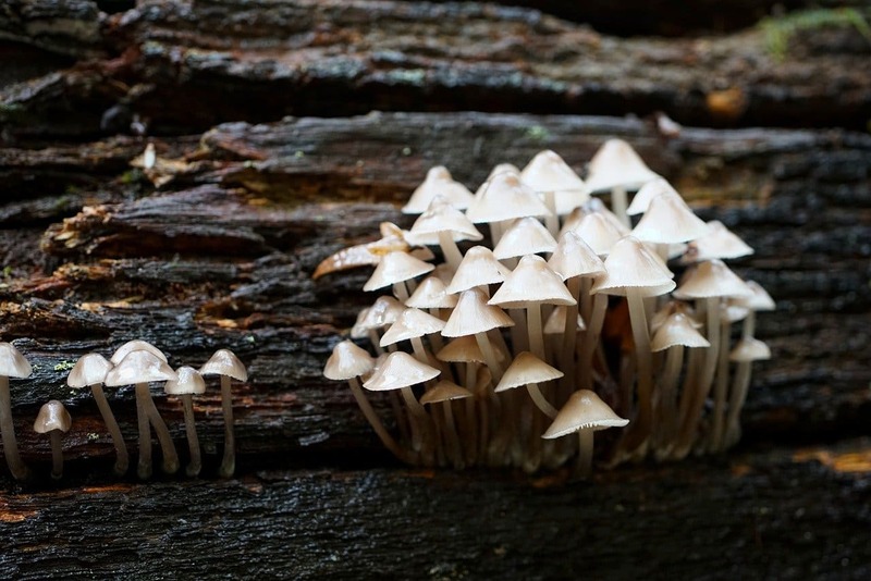 paddestoelen op boomstronk