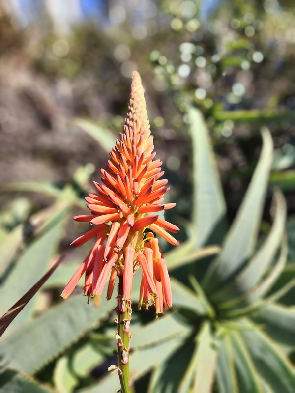 Kirstenbosch National Botanical Garden Kaapstad Zuid-Afrika