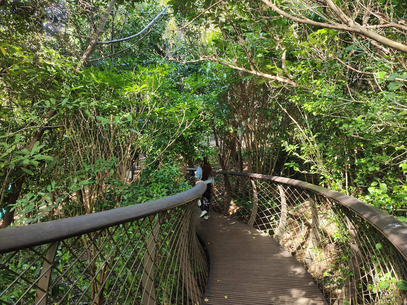 Kirstenbosch National Botanical Garden Kaapstad Zuid-Afrika boomslang