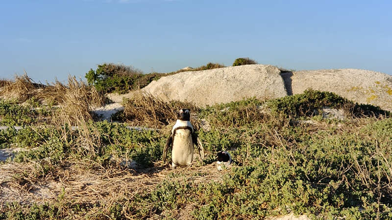 Pinguins op Boulder Beach 