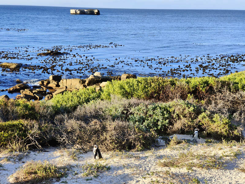 Pinguins op Boulder Beach Kaapstad