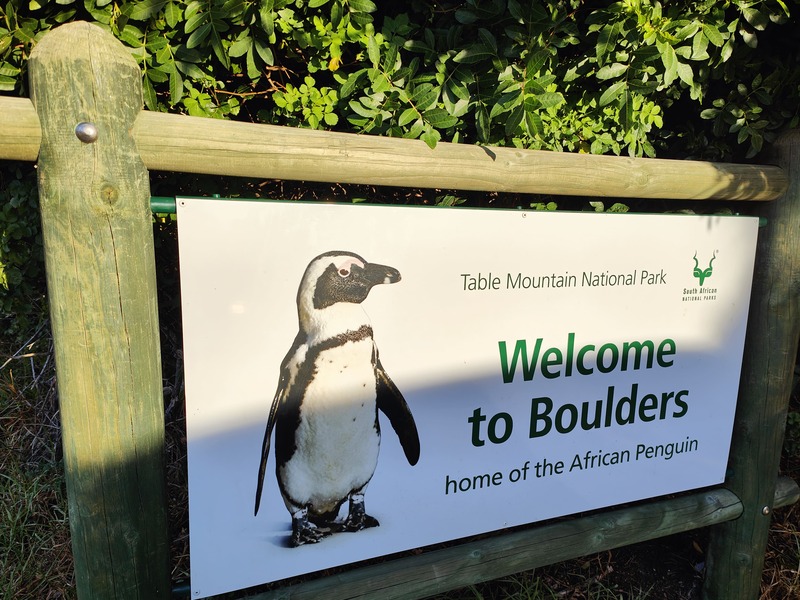 Pinguins op Boulder Beach Kaapstad