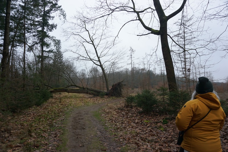 wandelen Nederland Drenthe Veenpluisroute