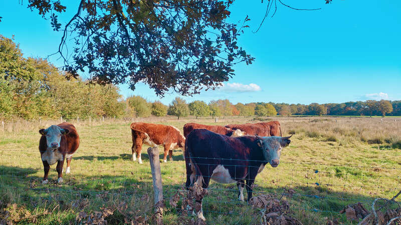 Kloosterrondwandeling Huijbergen Brabant Nederland wandelen koe koeien