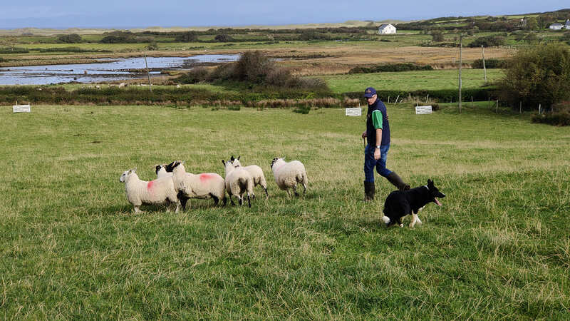 Atlantic Sheepdogs West-Ierland