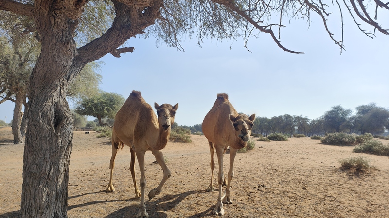 Kamelen Ras Al Khaimah Verenigde Arabische Emiraten