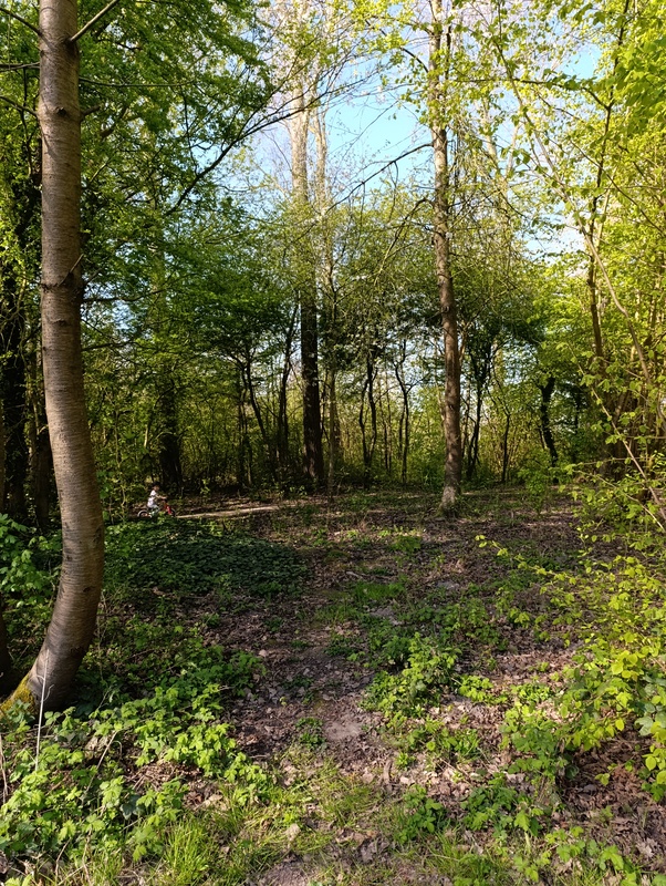 Hoofddorp bos