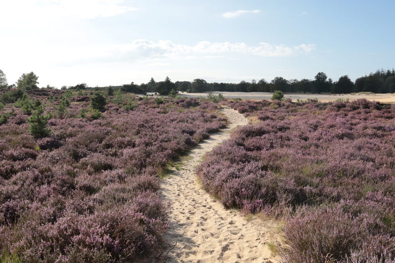 heide aekingerzand