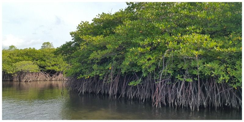 Pemuteran Bali Indonesië mangrovetocht