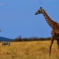 Tanzania Afrika giraffe