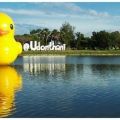 Thailand roadtrip Isaan Udon Thani Rubber Yellow floating duck